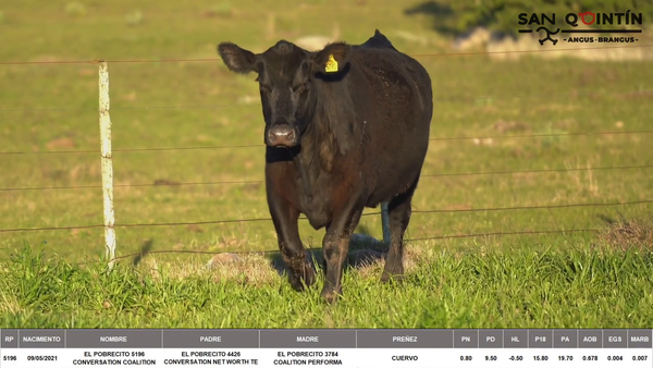 Lote VIENTRES PREÑADOS ABERDEEN ANGUS PI