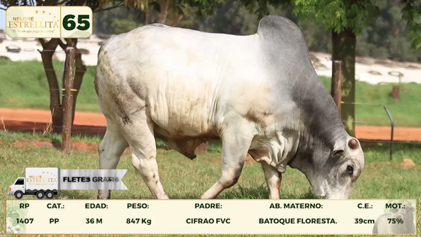 Lote LOTE 65
