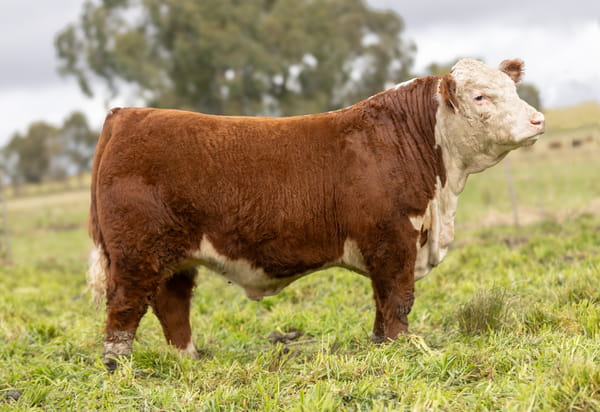 Lote Terneros PP