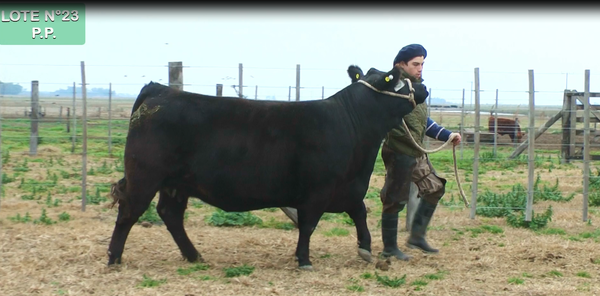 Lote VAQUILLONAS PURAS DE PEDIGREE