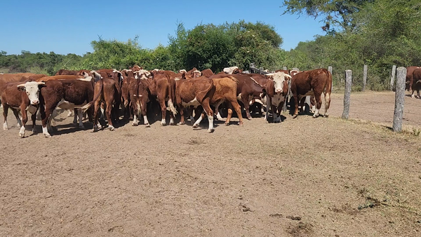 Lote 50 Novillitos en Esquina, Corrientes