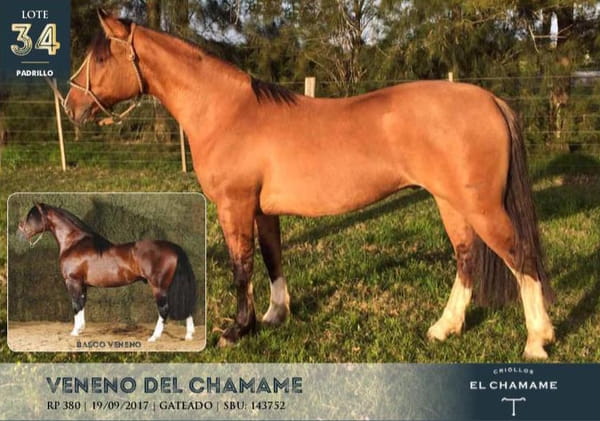 Lote VENENO DEL CHAMAME