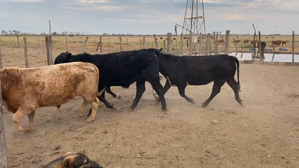 Lote 21 Terneros Cruzas en Col. Mauá, Santa Fe