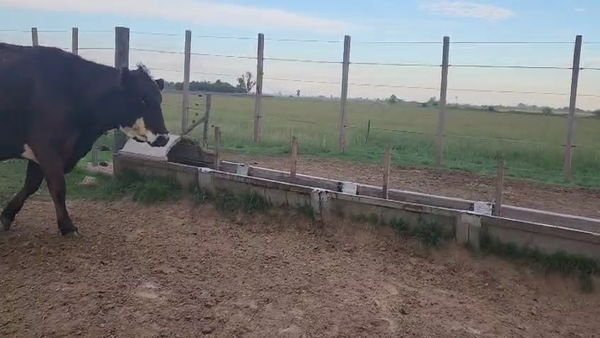 Lote 100 Terneras A TÉRMINO en Bolivar