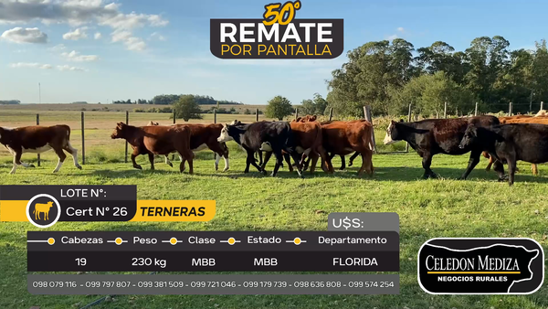 Lote 19 Terneras en Otra Localidad, Flores
