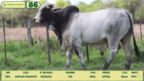 Lote LOTE 86