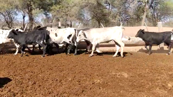 Lote 70 Terneros/as en Monte Quemado, Santiago del Estero