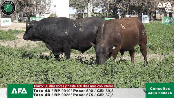 Lote """EL MATACO"" Toros"