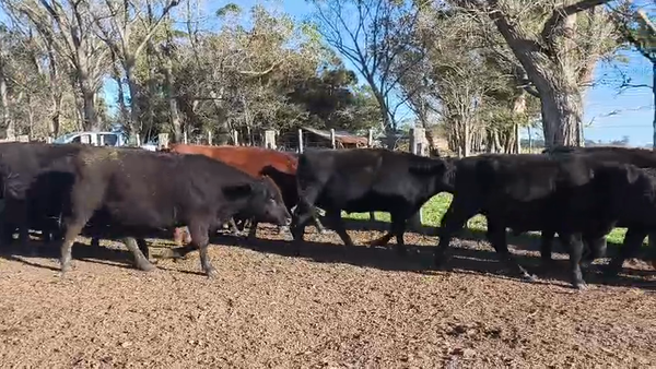 Lote 70 Novillitos