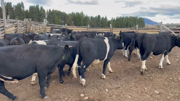 Lote 40 Novillo Engorda en Coyhaique, XI Región Aysén