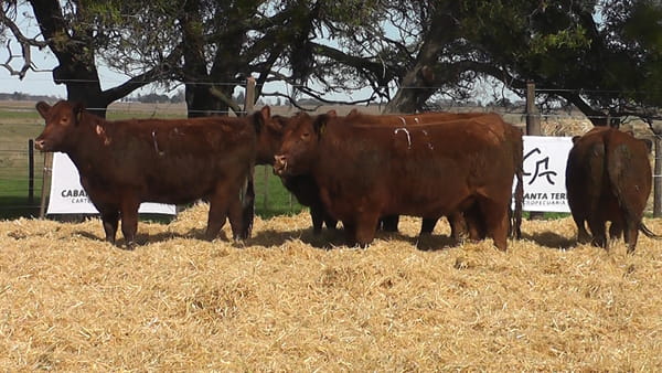 Lote VAQUILLONAS COLORADAS PREÑADAS