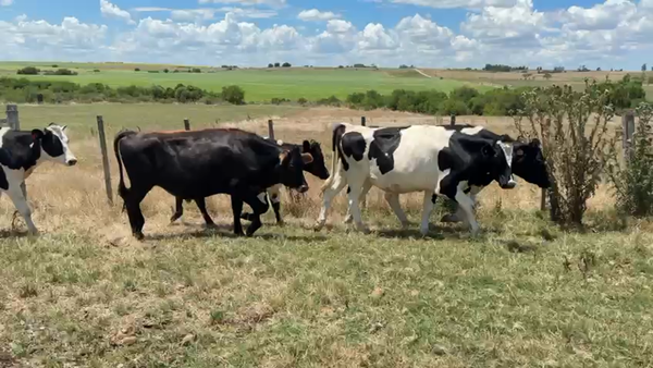 Lote NOVILLOS 1 a 2 AÑOS