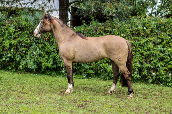 Lote RP 3429 - COÉ IMUNIDAD