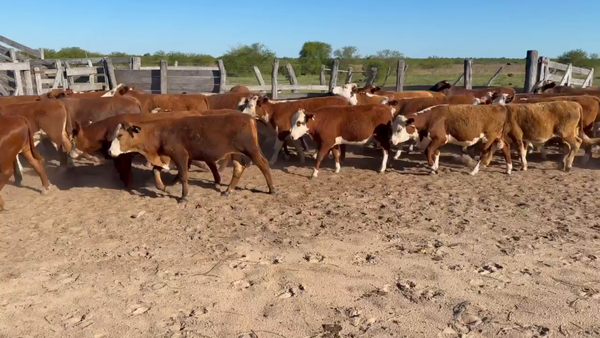 Lote 72 Terneros/as