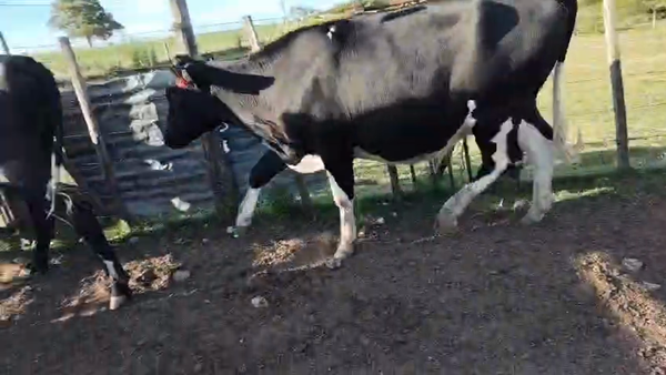 Lote 2 Vaquillonas Proximas 420kg - , San José