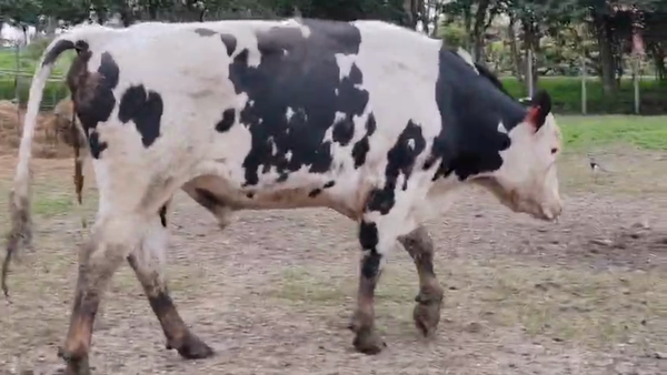 Lote Toros 600kg - , San José