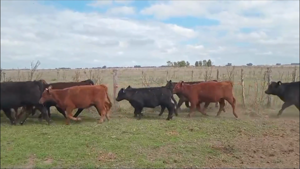 Lote 43 Terneros/as en Rauch