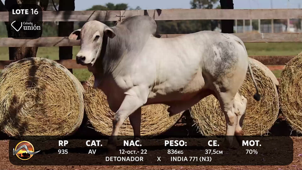 Lote LOTE 16