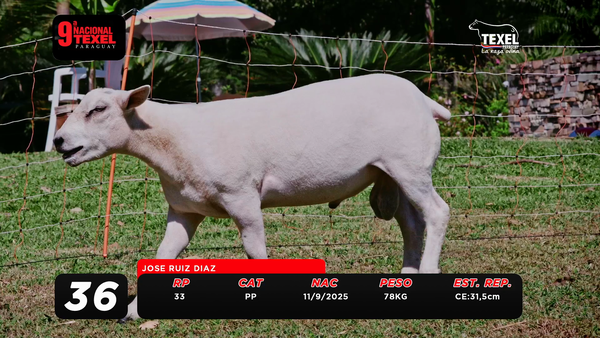 Lote LOTE 36