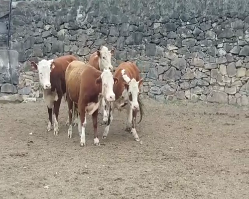 Lote (Vendido)4 Novillos HE 380kg -  en LA HORQUETA