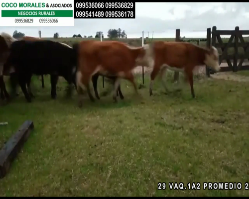 Lote 29 Vaquillonas en Cuchilla del Perdido, Soriano