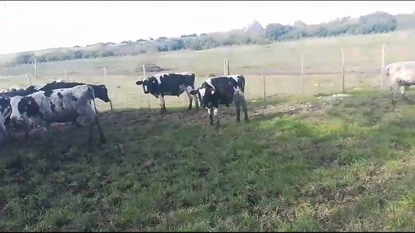 Lote 15 Terneros Holando en Cerro