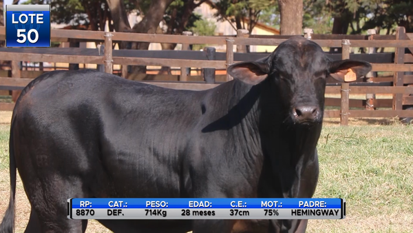 Lote TOROS BRANGUS  -LOTE 50