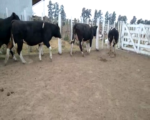 Lote VAQUILLONAS PREÑADAS