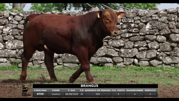 Lote 3 Toros, Artigas