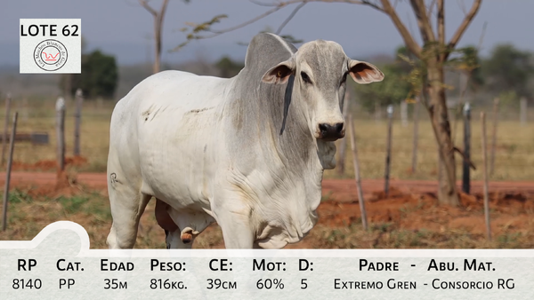 Lote LOTE 62