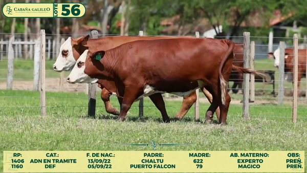 Lote LOTE 56