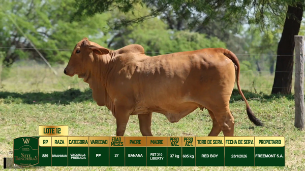 Lote LOTE 12