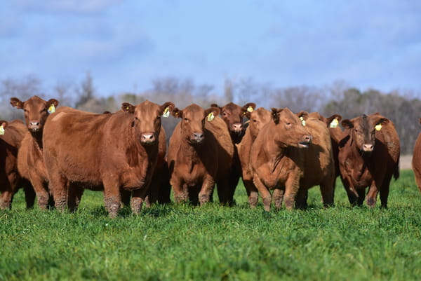 Lote VAQUILLONAS PC COLORADAS
