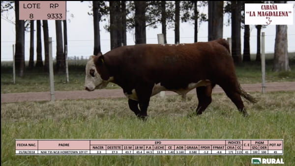 Lote Toros POLLED HEREFORD PI RP 933 9351 9376
