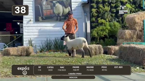 Lote LOTE 38 - BOZAL