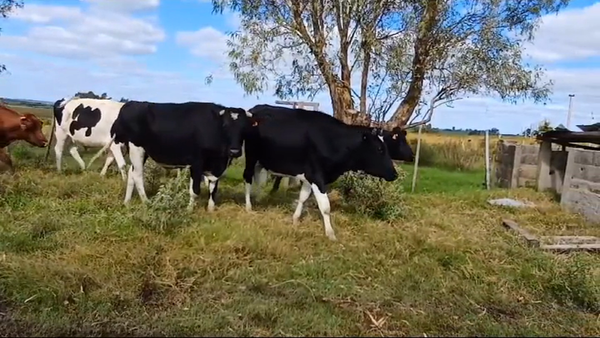 Lote (Vendido)8 Novillos Holando HOLANDO 470kg -  en EJIDO DE CARDONA