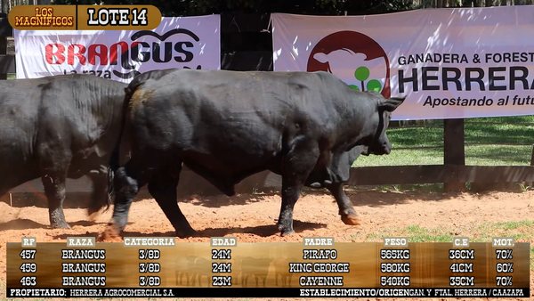 Lote LOTE 14 - VIVO