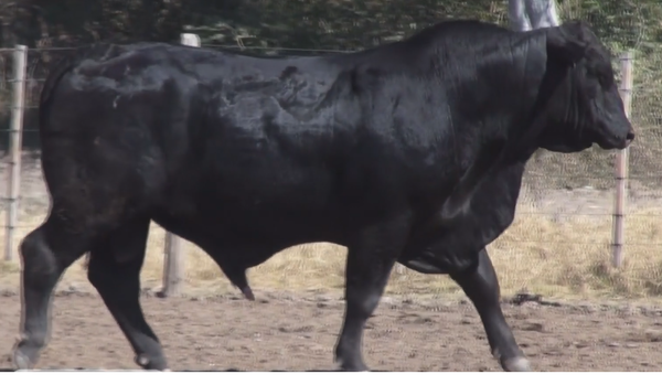 Lote TOROS(CORRAL 12)BRANGUS "CABAÑA DON TINCHO"
