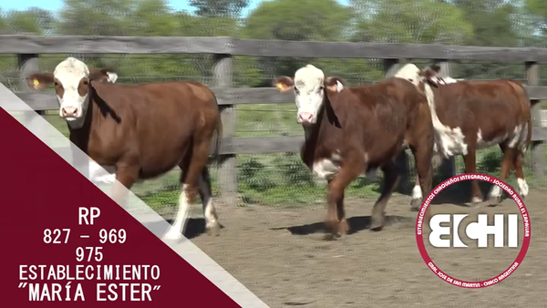 Lote VAQUILLAS P/SERV. BRAFORD CABAÑA MARIA ESTER