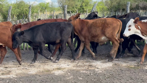 Lote 29 Terneros/as en Corrientes, Curuzu Cuatia