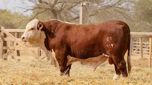 Lote LOTE 24