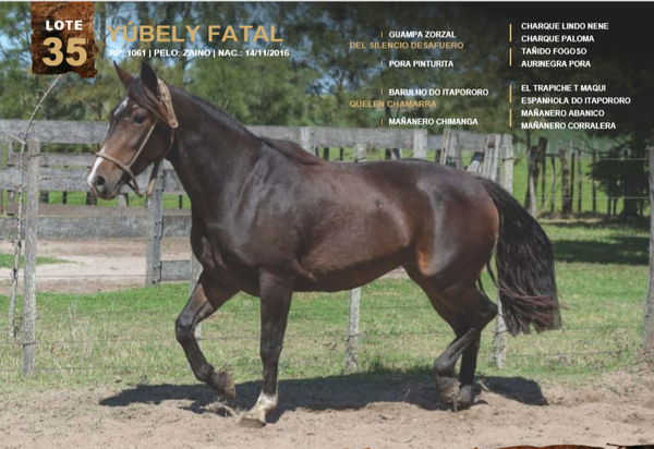 Lote YÚBELY FATAL