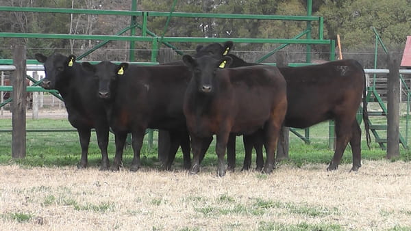 Lote VAQ. ANGUS PC PARICION PRIMAVERA