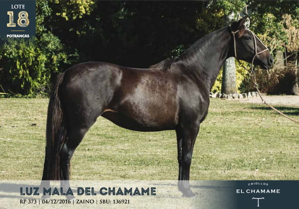 Lote LUZ MALA DEL CHAMAME