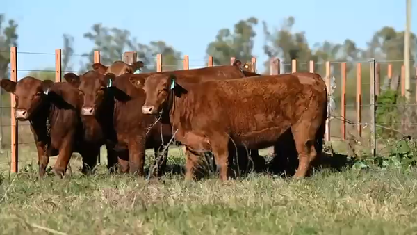 Lote Hembra PC - Manolo Gaucho de Villegas
