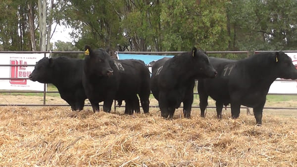 Lote TOROS ANGUS NEGROS PC