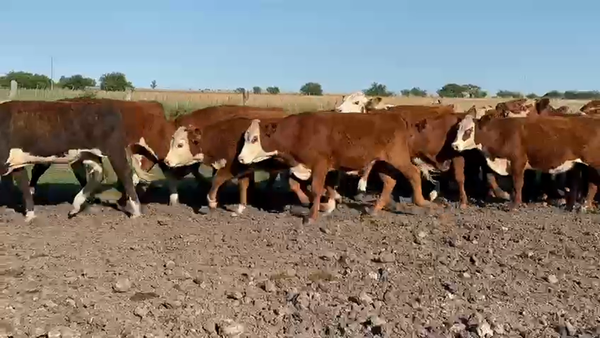 Lote 68 Novillitos en Corrientes, Curuzú-Cuatiá