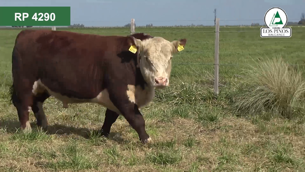 Lote 3 Toros P. HEREFORD en Balcarce