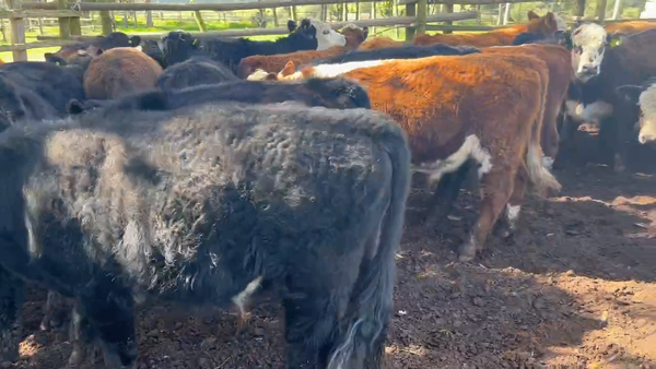 Lote 44 Ternero en Algarrobo, V  Región Valparaíso