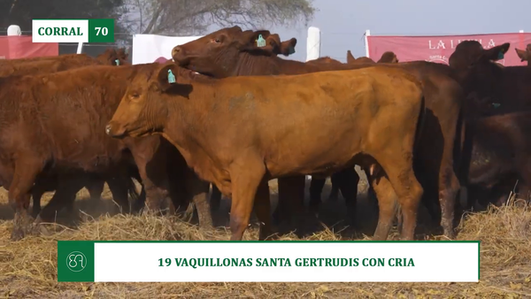 Lote 19 VAQUILLONAS SANTA GERTRUDIS CON CRIA